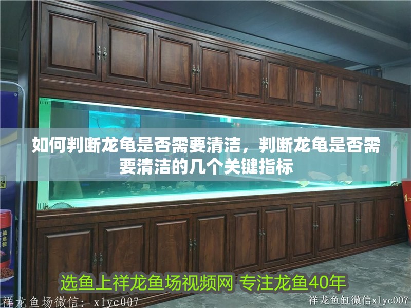 如何判斷龍龜是否需要清潔，判斷龍龜是否需要清潔的幾個關鍵指標