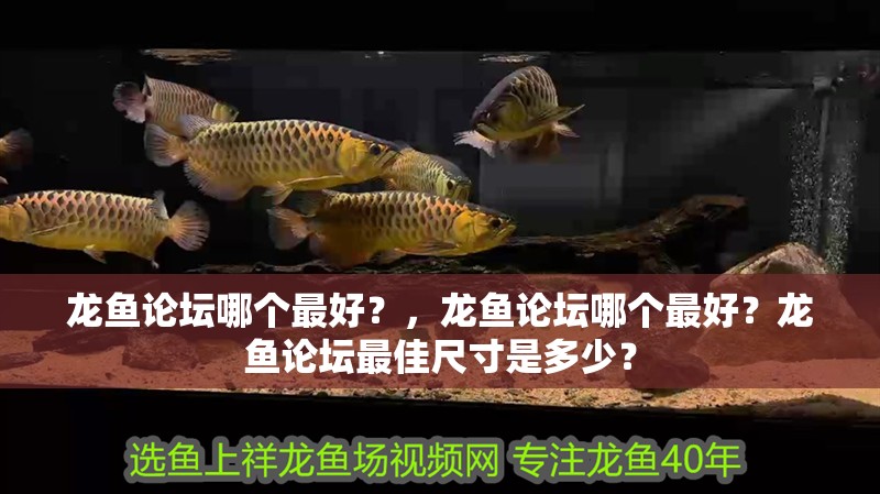 龍魚論壇哪個最好？，龍魚論壇哪個最好？龍魚論壇最佳尺寸是多少？