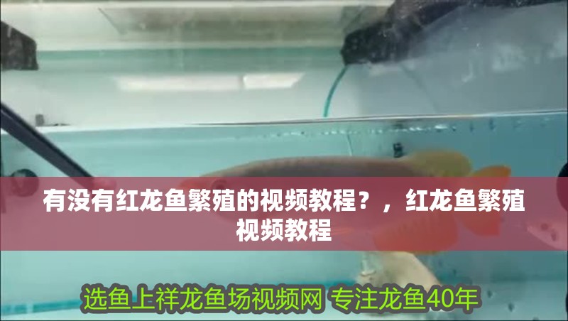 有沒有紅龍魚繁殖的視頻教程？，紅龍魚繁殖視頻教程