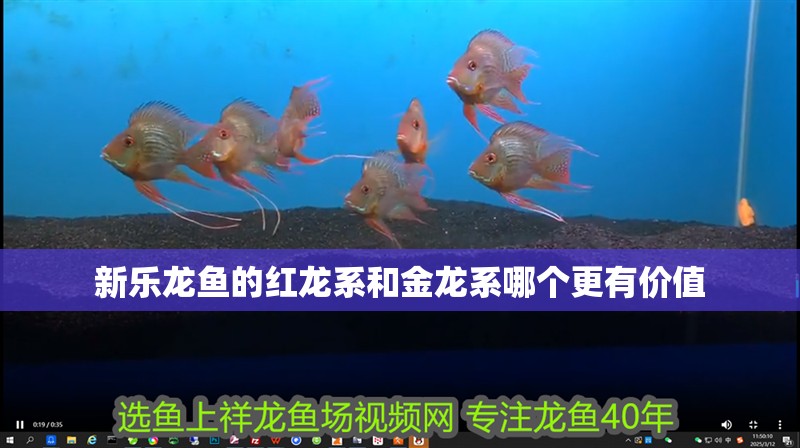 新樂龍魚的紅龍系和金龍系哪個更有價值