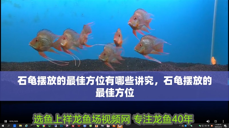 石龜擺放的最佳方位有哪些講究，石龜擺放的最佳方位
