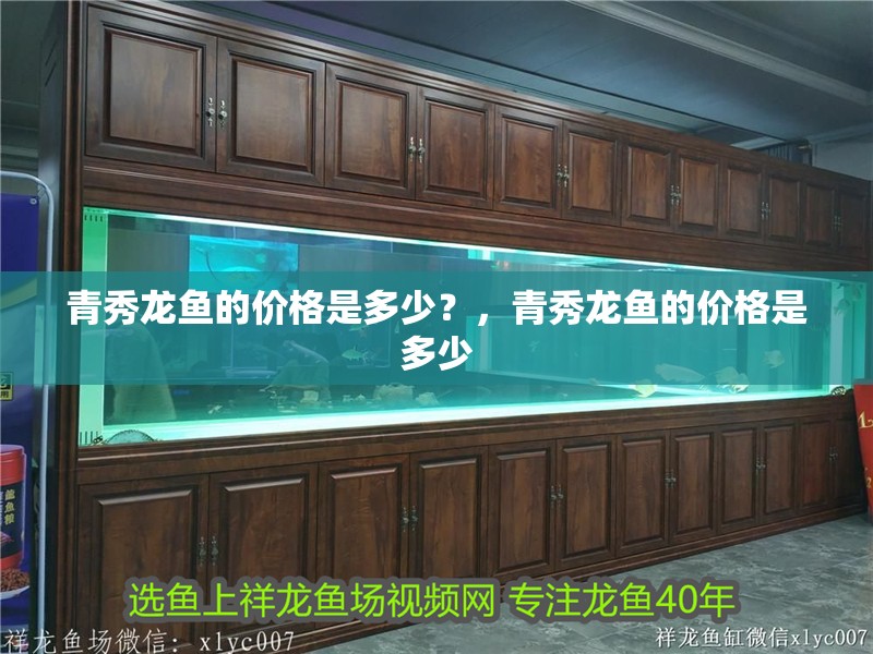 青秀龍魚的價格是多少？，青秀龍魚的價格是多少