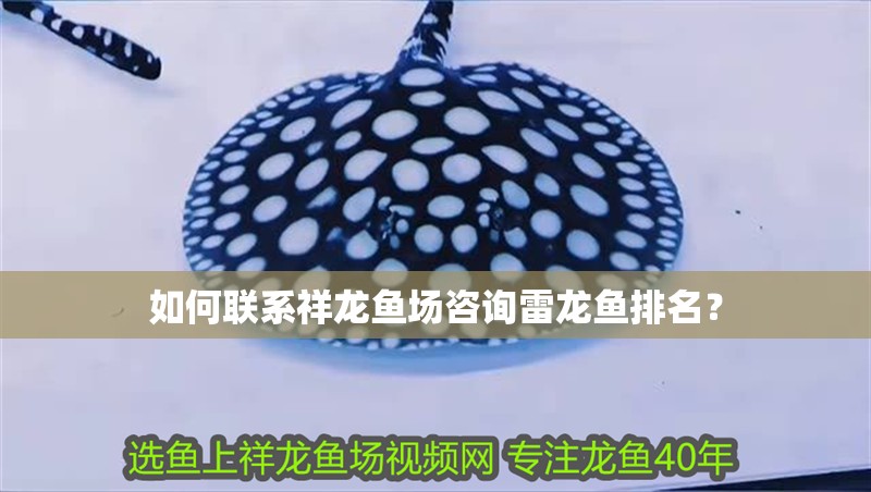 如何聯系祥龍魚場咨詢雷龍魚排名？
