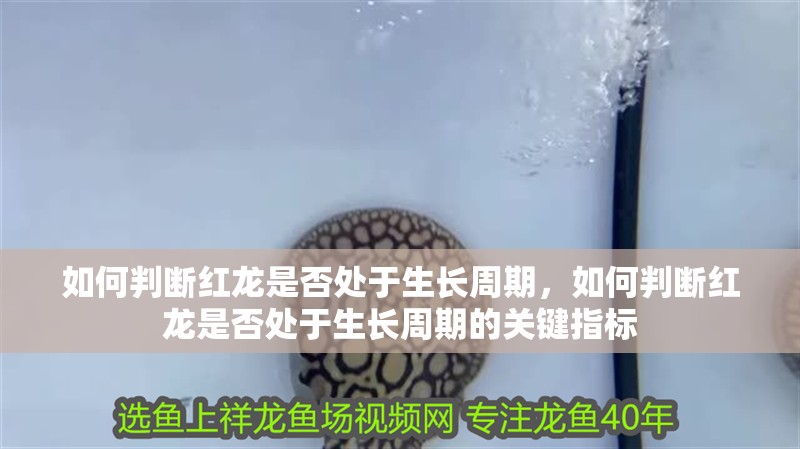如何判斷紅龍是否處于生長周期,如何判斷紅龍是否處于生長周期的關鍵指標