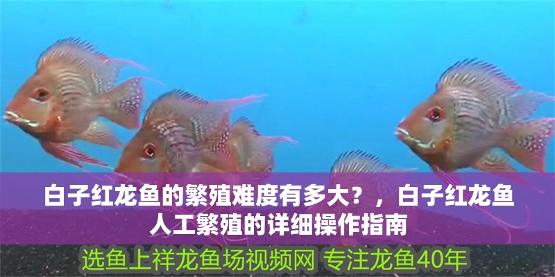 白子紅龍魚的繁殖難度有多大?,白子紅龍魚人工繁殖的詳細(xì)操作指南