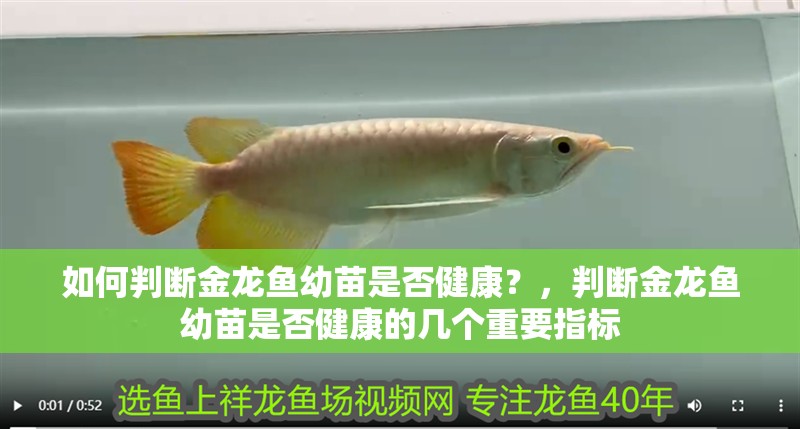 如何判斷金龍魚幼苗是否健康?,判斷金龍魚幼苗是否健康的幾個重要指標