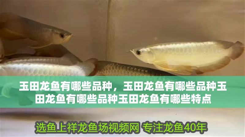 玉田龍魚有哪些品種，玉田龍魚有哪些品種玉田龍魚有哪些品種玉田龍魚有哪些特點