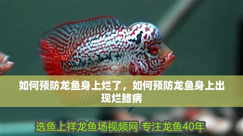 如何預(yù)防龍魚身上爛了，如何預(yù)防龍魚身上出現(xiàn)爛鰭病
