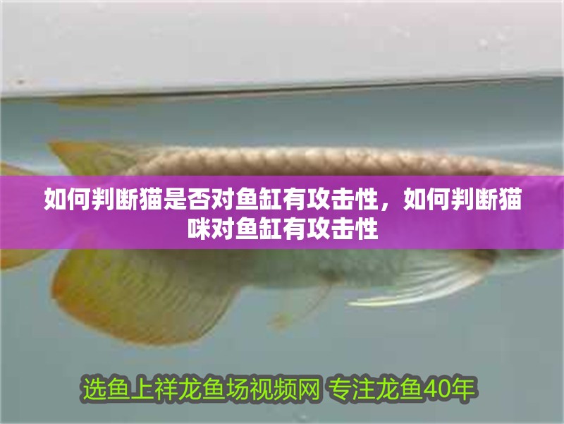 如何判斷貓是否對魚缸有攻擊性，如何判斷貓咪對魚缸有攻擊性