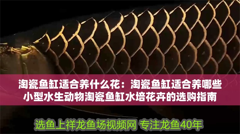 淘瓷魚缸適合養(yǎng)什么花：淘瓷魚缸適合養(yǎng)哪些小型水生動物淘瓷魚缸水培花卉的選購指南 淘瓷魚缸適合養(yǎng)什么花：淘瓷魚缸適合養(yǎng)哪些小型水生動物淘瓷魚缸水培花卉的選購指南 魚缸百科