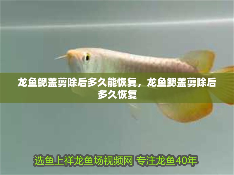 龍魚鰓蓋剪除后多久能恢復,龍魚鰓蓋剪除后多久恢復