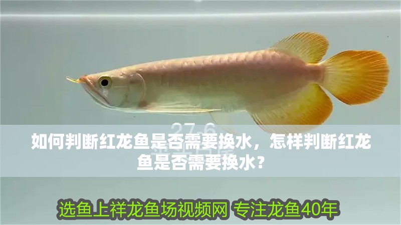 如何判斷紅龍魚是否需要換水，怎樣判斷紅龍魚是否需要換水？