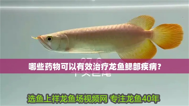 哪些藥物可以有效治療龍魚鰓部疾病?