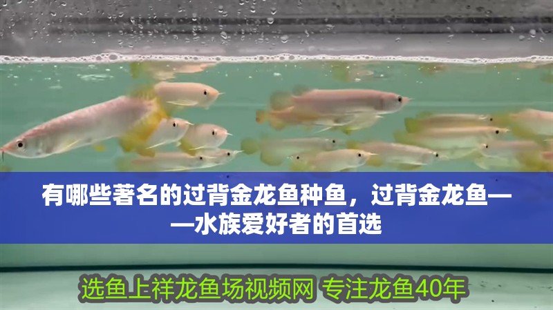 有哪些著名的過背金龍魚種魚，過背金龍魚——水族愛好者的首選