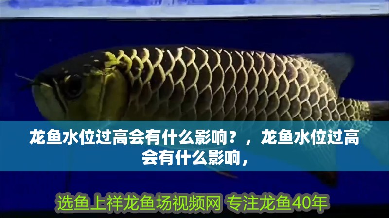 龍魚水位過高會有什么影響？，龍魚水位過高會有什么影響，