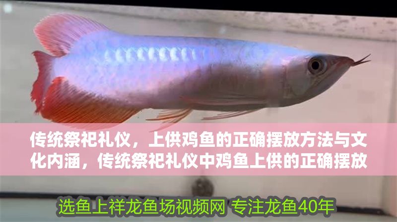 傳統(tǒng)祭祀禮儀，上供雞魚的正確擺放方法與文化內(nèi)涵，傳統(tǒng)祭祀禮儀中雞魚上供的正確擺放方法及文化內(nèi)涵解析