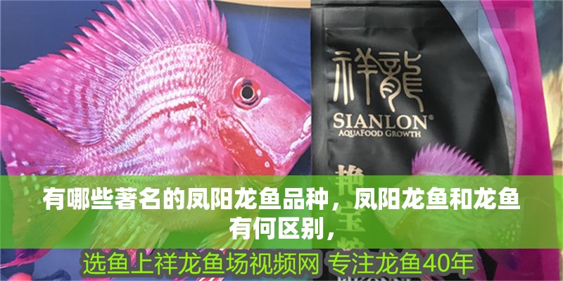 有哪些著名的鳳陽(yáng)龍魚(yú)品種，鳳陽(yáng)龍魚(yú)和龍魚(yú)有何區(qū)別，