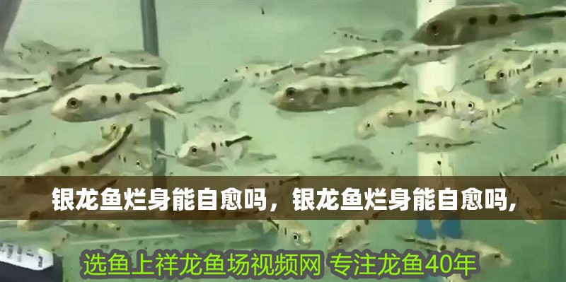銀龍魚(yú)爛身能自愈嗎，銀龍魚(yú)爛身能自愈嗎,