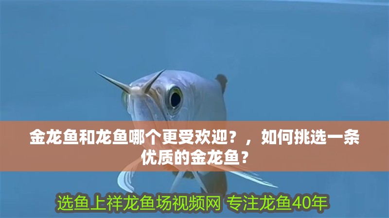金龍魚和龍魚哪個更受歡迎？，如何挑選一條優質的金龍魚？