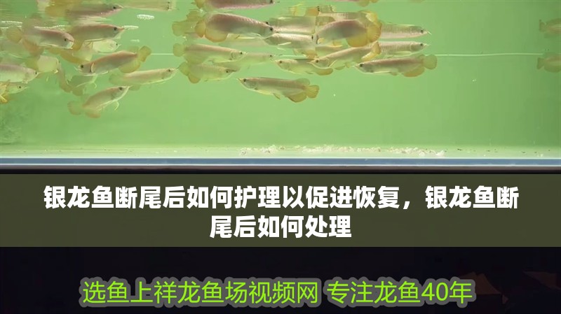 銀龍魚斷尾后如何護理以促進恢復,銀龍魚斷尾后如何處理