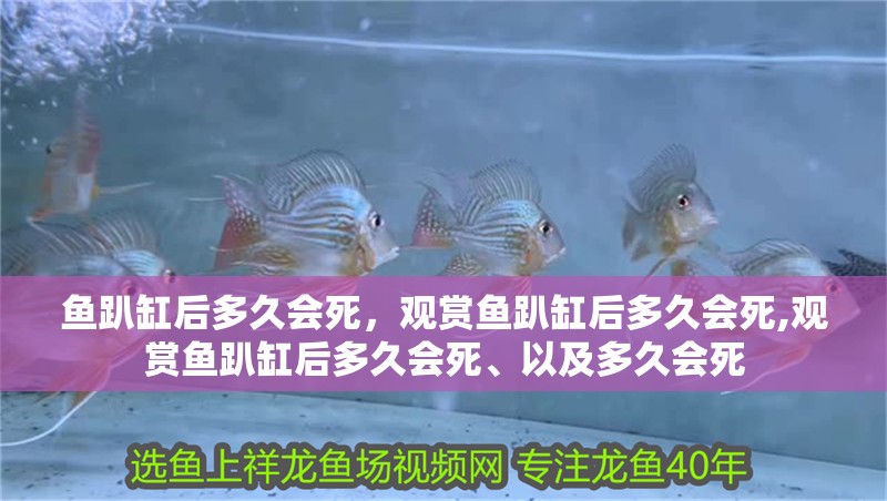 魚趴缸后多久會死，觀賞魚趴缸后多久會死,觀賞魚趴缸后多久會死、以及多久會死