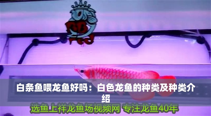 白條魚喂龍魚好嗎：白色龍魚的種類及種類介紹 白條魚喂龍魚好嗎：白色龍魚的種類及種類介紹 龍魚百科 第2張