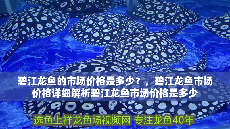 碧江龍魚的市場價格是多少？，碧江龍魚市場價格詳細解析碧江龍魚市場價格是多少