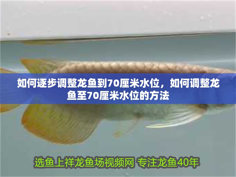 如何逐步調整龍魚到70厘米水位，如何調整龍魚至70厘米水位的方法