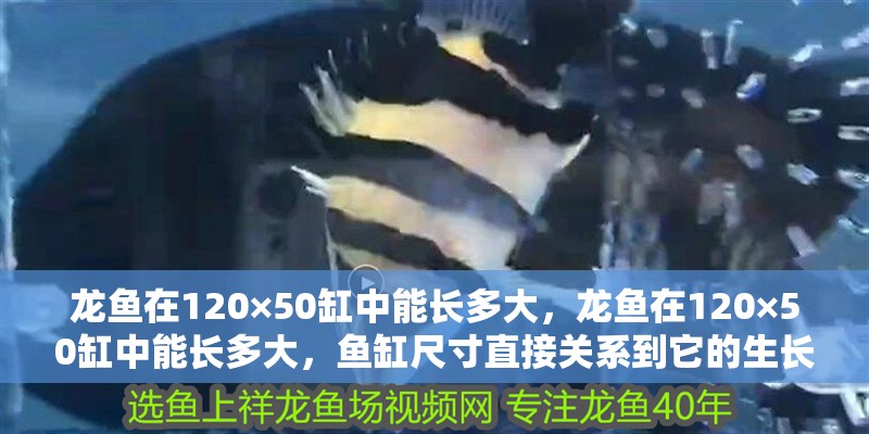 龍魚在120×50缸中能長多大，龍魚在120×50缸中能長多大，魚缸尺寸直接關系到它的生長空間和健康狀態