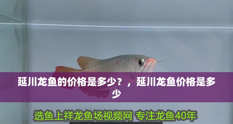 延川龍魚的價(jià)格是多少？，延川龍魚價(jià)格是多少