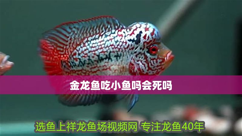金龍魚吃小魚嗎會死嗎