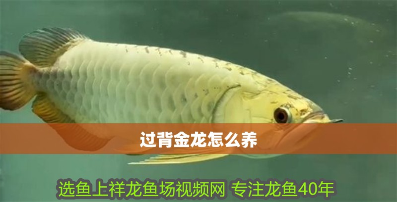 過背金龍怎么養