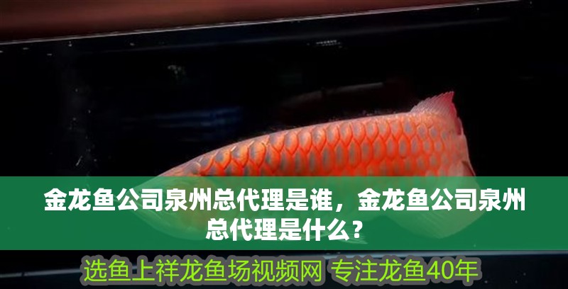金龍魚公司泉州總代理是誰(shuí)，金龍魚公司泉州總代理是什么？