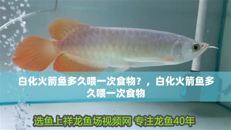 白化火箭魚多久喂一次食物？，白化火箭魚多久喂一次食物