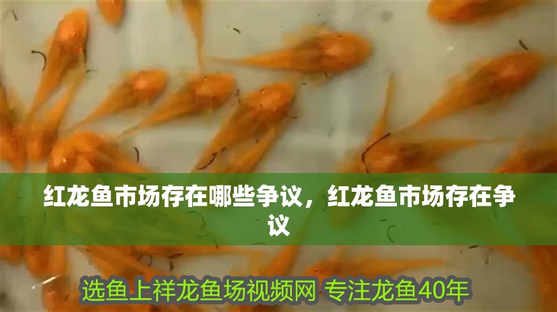 紅龍魚(yú)市場(chǎng)存在哪些爭(zhēng)議，紅龍魚(yú)市場(chǎng)存在爭(zhēng)議
