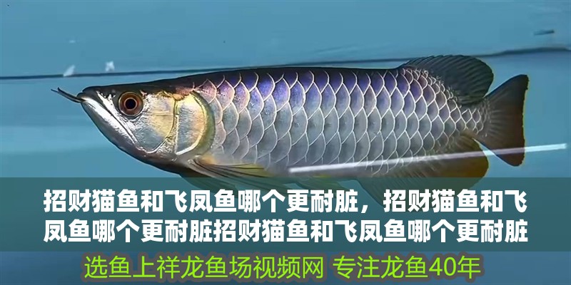 招財貓魚和飛鳳魚哪個更耐臟，招財貓魚和飛鳳魚哪個更耐臟招財貓魚和飛鳳魚哪個更耐臟