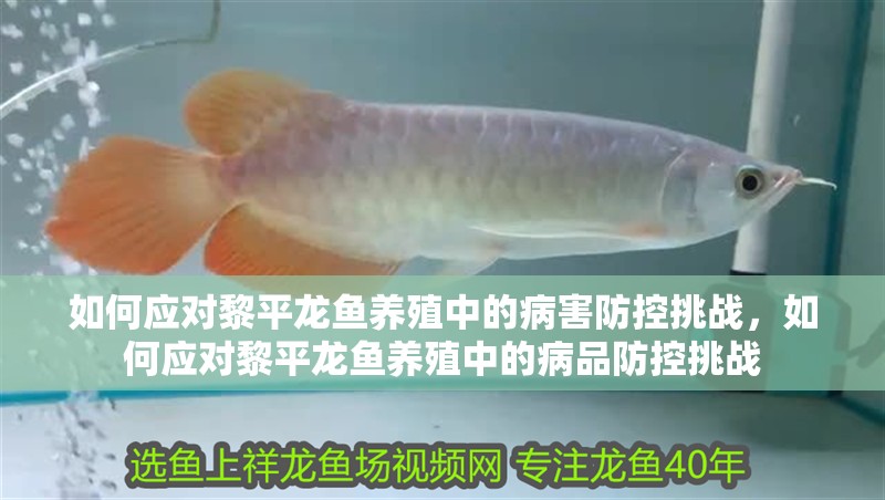 如何應對黎平龍魚養殖中的病害防控挑戰，如何應對黎平龍魚養殖中的病品防控挑戰