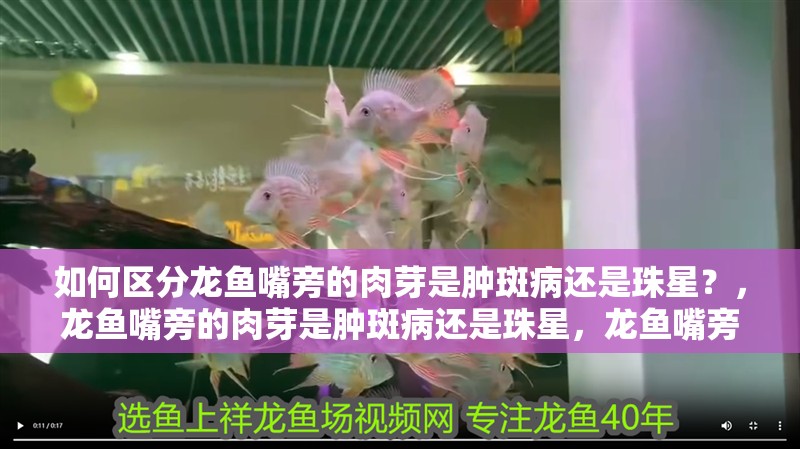 如何區(qū)分龍魚嘴旁的肉芽是腫斑病還是珠星？，龍魚嘴旁的肉芽是腫斑病還是珠星，龍魚嘴旁的肉芽會(huì)自行消失嗎