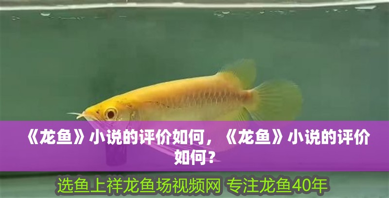 《龍魚》小說的評價如何，《龍魚》小說的評價如何？
