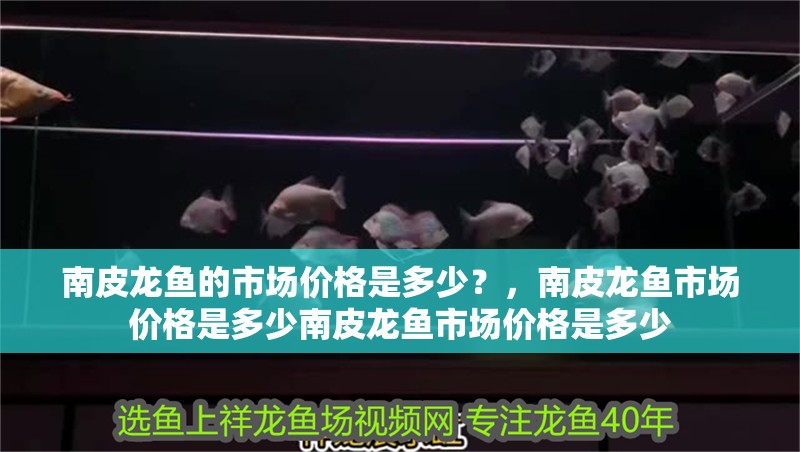 南皮龍魚的市場價格是多少？，南皮龍魚市場價格是多少南皮龍魚市場價格是多少
