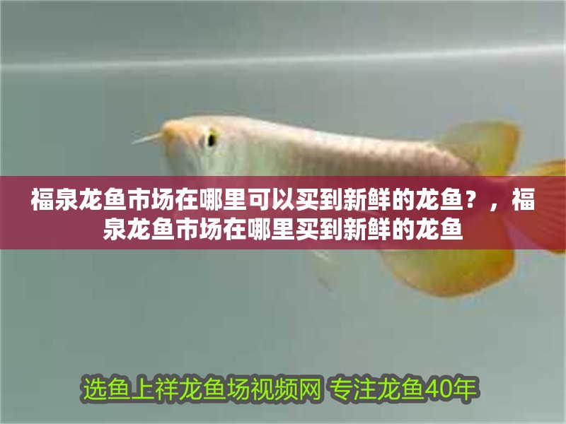 福泉龍魚市場在哪里可以買到新鮮的龍魚？，福泉龍魚市場在哪里買到新鮮的龍魚