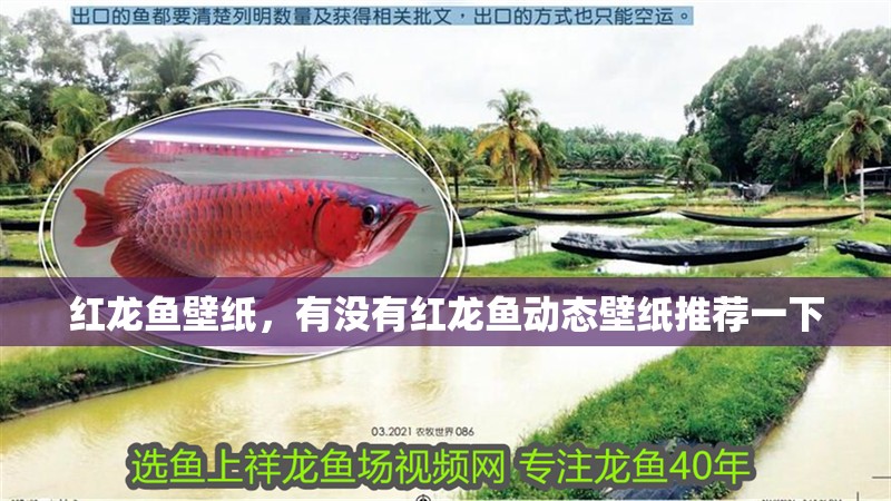 紅龍魚壁紙，有沒有紅龍魚動態壁紙推薦一下