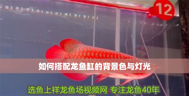 如何搭配龍魚缸的背景色與燈光