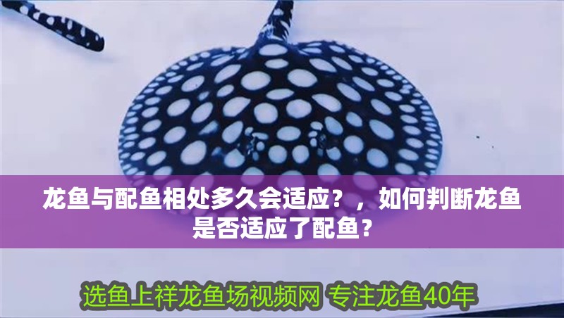 龍魚與配魚相處多久會適應?,如何判斷龍魚是否適應了配魚?