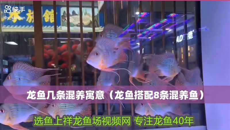 龍魚幾條混養寓意（龍魚搭配8條混養魚）