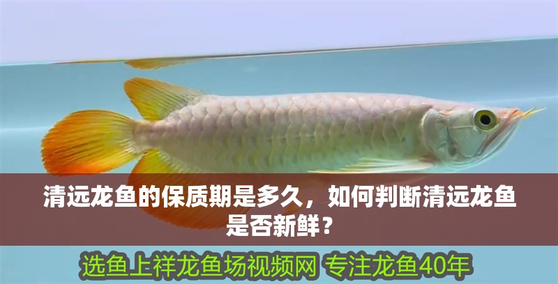清遠龍魚的保質期是多久,如何判斷清遠龍魚是否新鮮?