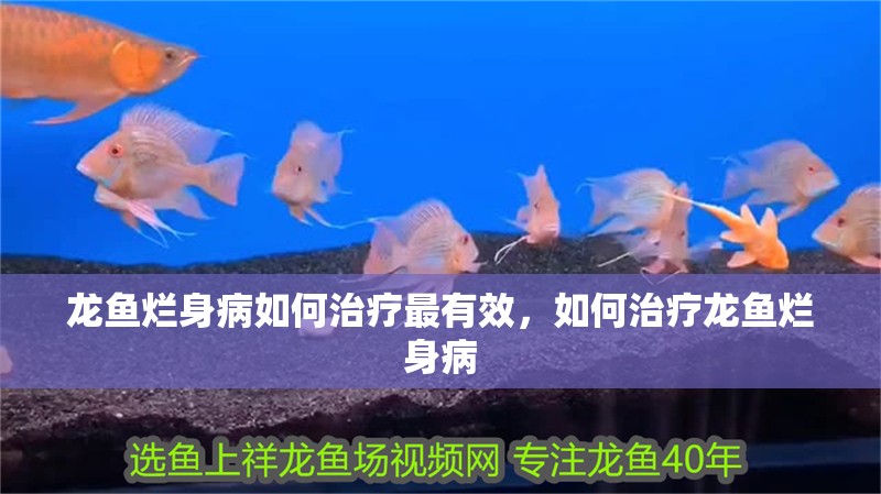 龍魚爛身病如何治療最有效，如何治療龍魚爛身病