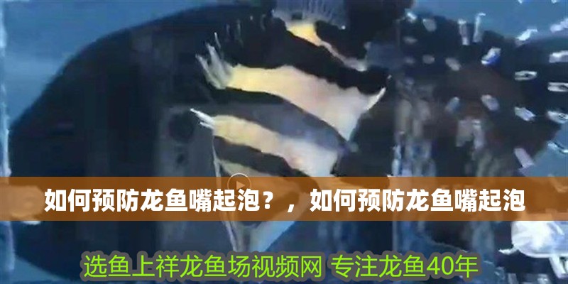 如何預防龍魚嘴起泡？，如何預防龍魚嘴起泡