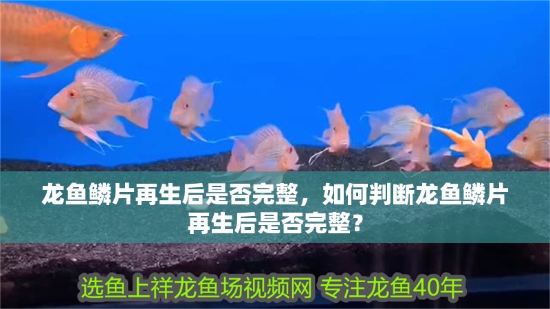 龍魚鱗片再生后是否完整,如何判斷龍魚鱗片再生后是否完整?