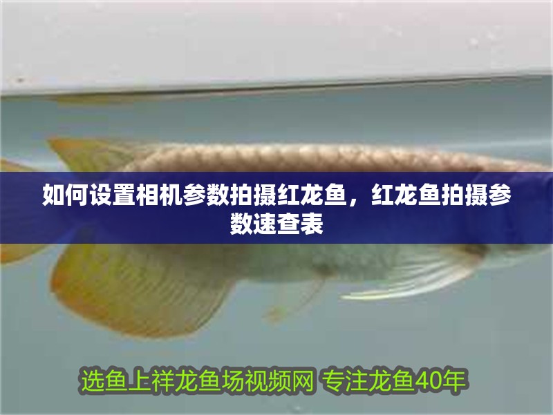 如何設置相機參數拍攝紅龍魚，紅龍魚拍攝參數速查表